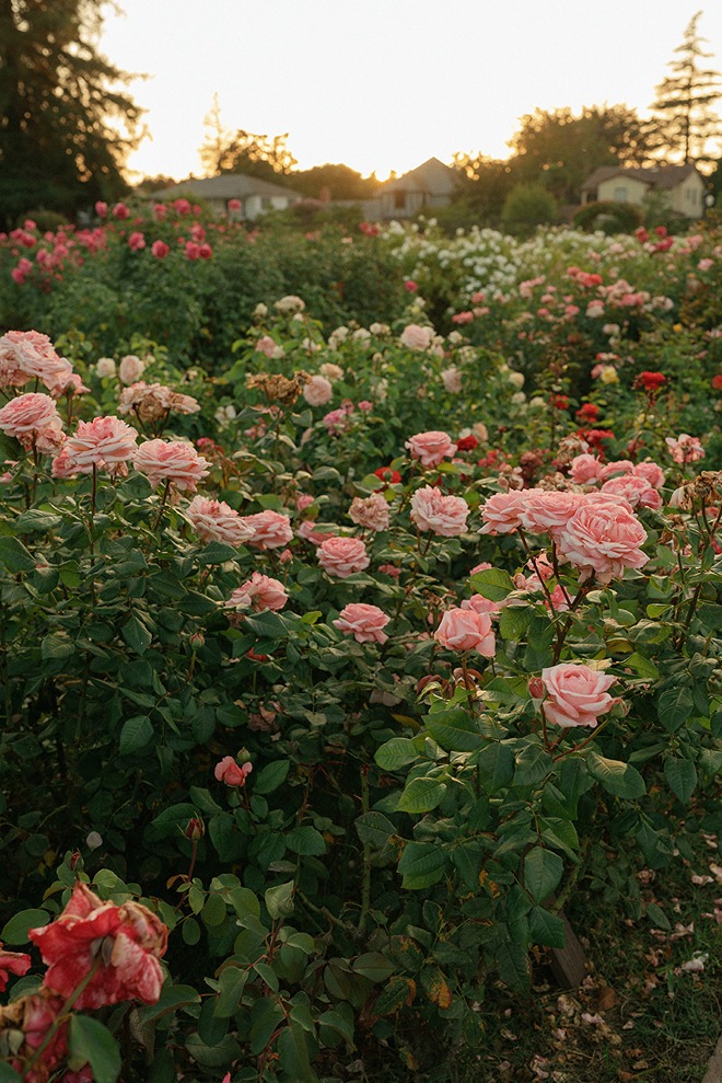 A wide scenic landscape view of lush pink and red rose bushes filling the garden beds under a soft golden hour sunset sky.